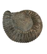 Genuine Nepal Gandaki River Narayana Shaligram Shila Stone For Puja In Large Size (Max: 10 CM)