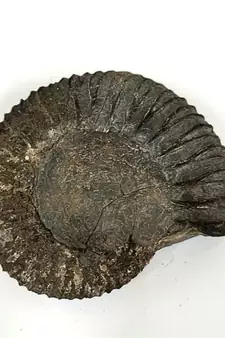 Genuine Nepal Gandaki River Narayana Shaligram Shila Stone For Puja In Large Size (Max: 10 CM)