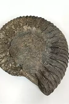 Genuine Nepal Gandaki River Narayana Shaligram Shila Stone For Puja In Large Size (Max: 10 CM)