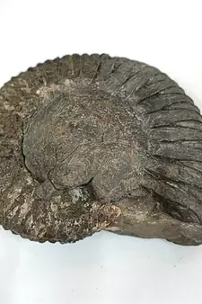 Genuine Nepal Gandaki River Narayana Shaligram Shila Stone For Puja In Large Size (Max: 10 CM)