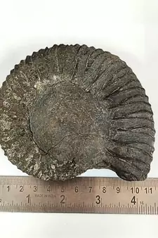Genuine Nepal Gandaki River Narayana Shaligram Shila Stone For Puja In Large Size (Max: 10 CM)