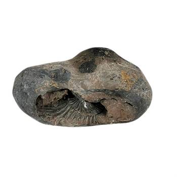 Gandaki River Hari Shaligram Bhagwan Shila For Tulsi Puja Stone In Large Size (Max: 10 CM) 1