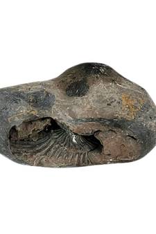 Gandaki River Hari Shaligram Bhagwan Shila For Tulsi Puja Stone In Large Size (Max: 10 CM)