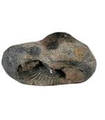 Gandaki River Hari Shaligram Bhagwan Shila For Tulsi Puja Stone In Large Size (Max: 10 CM)