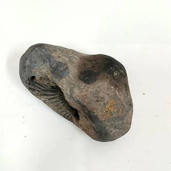 Gandaki River Hari Shaligram Bhagwan Shila For Tulsi Puja Stone In Large Size (Max: 10 CM) 2