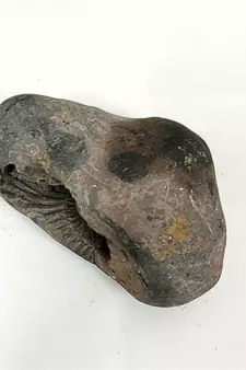 Gandaki River Hari Shaligram Bhagwan Shila For Tulsi Puja Stone In Large Size (Max: 10 CM)
