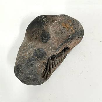 Gandaki River Hari Shaligram Bhagwan Shila For Tulsi Puja Stone In Large Size (Max: 10 CM) 3