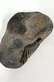 Gandaki River Hari Shaligram Bhagwan Shila For Tulsi Puja Stone In Large Size (Max: 10 CM)