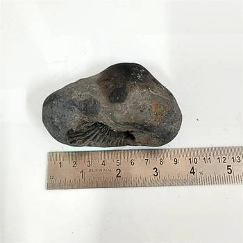 Gandaki River Hari Shaligram Bhagwan Shila For Tulsi Puja Stone In Large Size (Max: 10 CM) 5