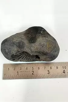 Gandaki River Hari Shaligram Bhagwan Shila For Tulsi Puja Stone In Large Size (Max: 10 CM)