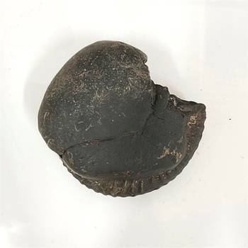 Nepal Gandaki River VishvaRupa Shaligram Lord Shri Vishnu Shila For Worship Large Size (Max: 10 CM) 2