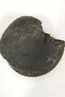 Nepal Gandaki River VishvaRupa Shaligram Lord Shri Vishnu Shila For Worship Large Size (Max: 10 CM)