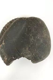 Nepal Gandaki River VishvaRupa Shaligram Lord Shri Vishnu Shila For Worship Large Size (Max: 10 CM)