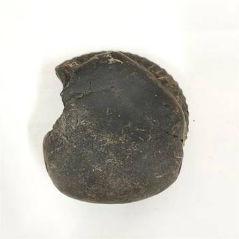 Nepal Gandaki River VishvaRupa Shaligram Lord Shri Vishnu Shila For Worship Large Size (Max: 10 CM) 4