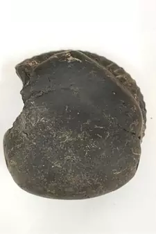 Nepal Gandaki River VishvaRupa Shaligram Lord Shri Vishnu Shila For Worship Large Size (Max: 10 CM)