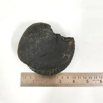 Nepal Gandaki River VishvaRupa Shaligram Lord Shri Vishnu Shila For Worship Large Size (Max: 10 CM) 5
