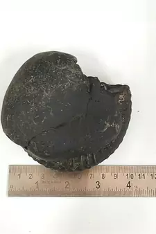 Nepal Gandaki River VishvaRupa Shaligram Lord Shri Vishnu Shila For Worship Large Size (Max: 10 CM)