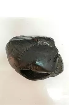 Natural Gandaki River Chakrapani Shaligram Lord Shri Vishnu Idol For Pooja Stone In Large Size (Max: 10 CM)