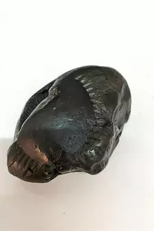Natural Gandaki River Chakrapani Shaligram Lord Shri Vishnu Idol For Pooja Stone In Large Size (Max: 10 CM)