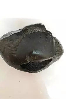 Natural Gandaki River Chakrapani Shaligram Lord Shri Vishnu Idol For Pooja Stone In Large Size (Max: 10 CM)