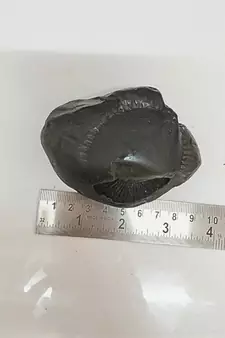 Natural Gandaki River Chakrapani Shaligram Lord Shri Vishnu Idol For Pooja Stone In Large Size (Max: 10 CM)