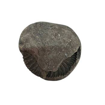 Original Gandaki River Jagad Yoni Shaligram Idol Lord Shri Vishnu For Tulsi Puja Stone In Large Size (Max: 10 CM) 1