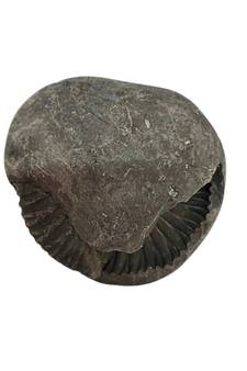 Original Gandaki River Jagad Yoni Shaligram Idol Lord Shri Vishnu For Tulsi Puja Stone In Large Size (Max: 10 CM)