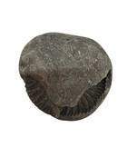 Original Gandaki River Jagad Yoni Shaligram Idol Lord Shri Vishnu For Tulsi Puja Stone In Large Size (Max: 10 CM)