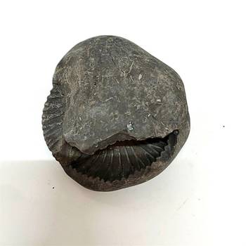 Original Gandaki River Jagad Yoni Shaligram Idol Lord Shri Vishnu For Tulsi Puja Stone In Large Size (Max: 10 CM) 2