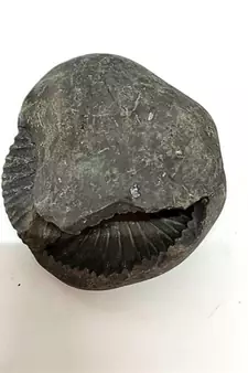 Original Gandaki River Jagad Yoni Shaligram Idol Lord Shri Vishnu For Tulsi Puja Stone In Large Size (Max: 10 CM)