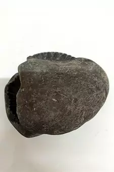 Original Gandaki River Jagad Yoni Shaligram Idol Lord Shri Vishnu For Tulsi Puja Stone In Large Size (Max: 10 CM)