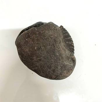 Original Gandaki River Jagad Yoni Shaligram Idol Lord Shri Vishnu For Tulsi Puja Stone In Large Size (Max: 10 CM) 4