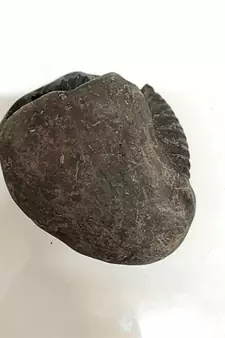 Original Gandaki River Jagad Yoni Shaligram Idol Lord Shri Vishnu For Tulsi Puja Stone In Large Size (Max: 10 CM)