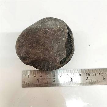 Original Gandaki River Jagad Yoni Shaligram Idol Lord Shri Vishnu For Tulsi Puja Stone In Large Size (Max: 10 CM) 5