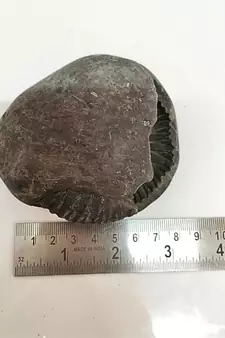 Original Gandaki River Jagad Yoni Shaligram Idol Lord Shri Vishnu For Tulsi Puja Stone In Large Size (Max: 10 CM)