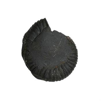 Genuine Nepal Gandaki River Madhusudan Shaligram Fossil For Worship Stone In Large Size (Max: 10 CM) 1