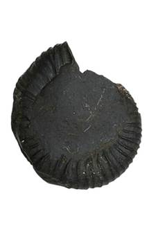 Genuine Nepal Gandaki River Madhusudan Shaligram Fossil For Worship Stone In Large Size (Max: 10 CM)