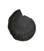 Genuine Nepal Gandaki River Madhusudan Shaligram Fossil For Worship Stone In Large Size (Max: 10 CM)