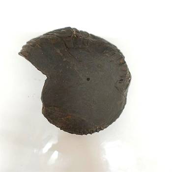 Genuine Nepal Gandaki River Madhusudan Shaligram Fossil For Worship Stone In Large Size (Max: 10 CM) 2