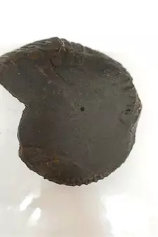 Genuine Nepal Gandaki River Madhusudan Shaligram Fossil For Worship Stone In Large Size (Max: 10 CM)
