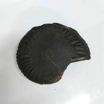 Genuine Nepal Gandaki River Madhusudan Shaligram Fossil For Worship Stone In Large Size (Max: 10 CM) 3