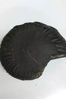 Genuine Nepal Gandaki River Madhusudan Shaligram Fossil For Worship Stone In Large Size (Max: 10 CM)
