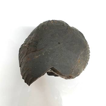 Genuine Nepal Gandaki River Madhusudan Shaligram Fossil For Worship Stone In Large Size (Max: 10 CM) 4