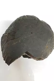 Genuine Nepal Gandaki River Madhusudan Shaligram Fossil For Worship Stone In Large Size (Max: 10 CM)