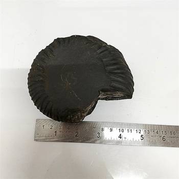 Genuine Nepal Gandaki River Madhusudan Shaligram Fossil For Worship Stone In Large Size (Max: 10 CM) 5