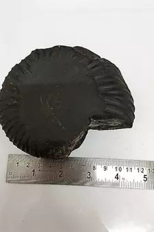 Genuine Nepal Gandaki River Madhusudan Shaligram Fossil For Worship Stone In Large Size (Max: 10 CM)