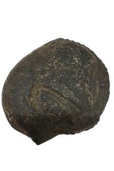 Original Gandaki River Surya Murti Shaligram Shila Stone For Puja In Large Size (Max: 10 CM)