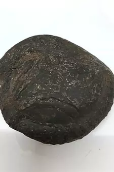 Original Gandaki River Surya Murti Shaligram Shila Stone For Puja In Large Size (Max: 10 CM)