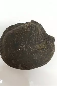 Original Gandaki River Surya Murti Shaligram Shila Stone For Puja In Large Size (Max: 10 CM)