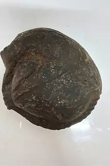 Original Gandaki River Surya Murti Shaligram Shila Stone For Puja In Large Size (Max: 10 CM)
